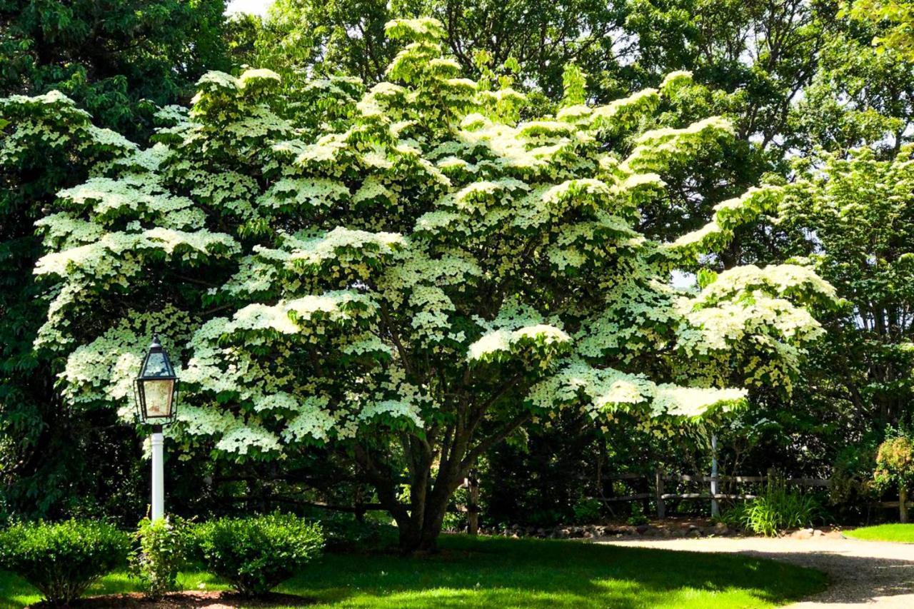 Lily Hill Villa Vineyard Haven Exterior photo